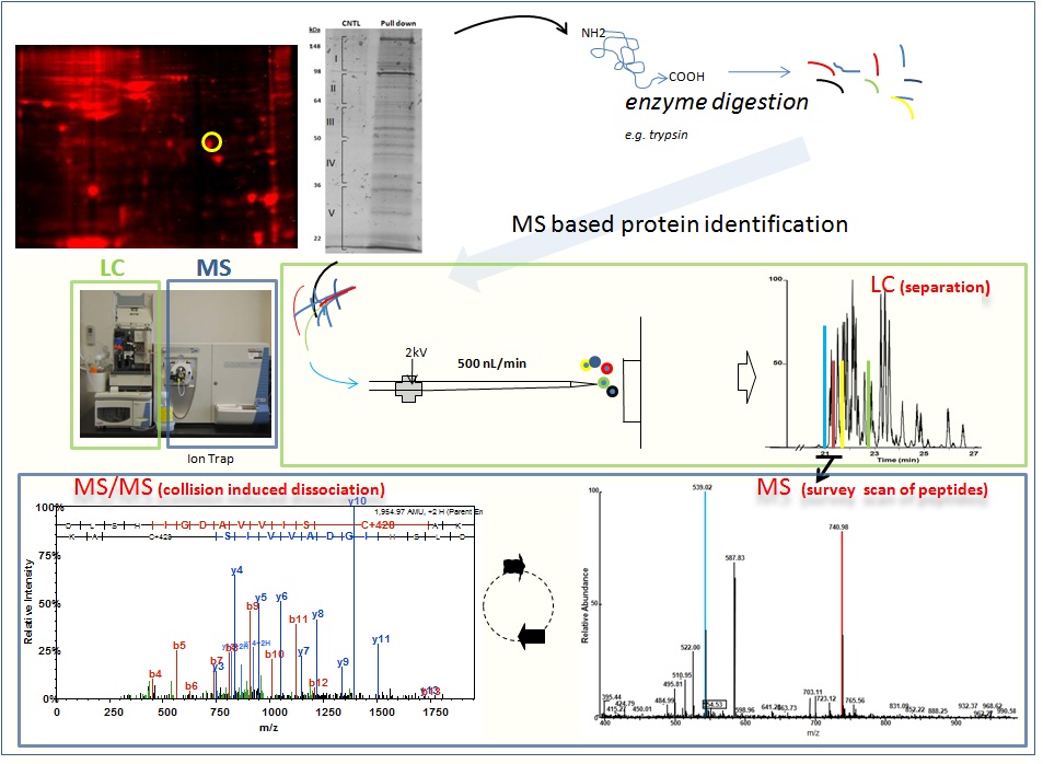 Basic Protein Identification Workflow by LC/MS