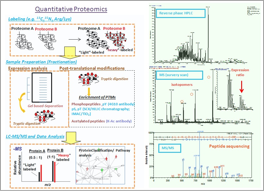 Quantitative Proteomics